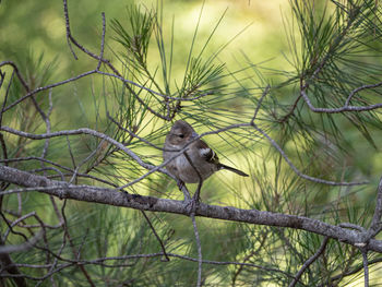 Squirrel perching on a tree