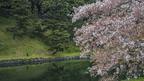 Scenic view of flowering tree by canal