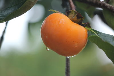 Close-up of fruits growing on tree during rainy season