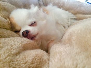Close-up of dog sleeping on bed