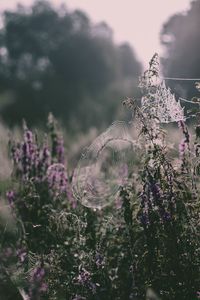 Close-up of purple flowers hanging on plant