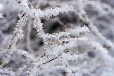Close-up of frozen plant