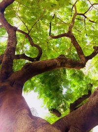 Low angle view of tree