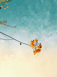 Low angle view of orange flowering plant against sky