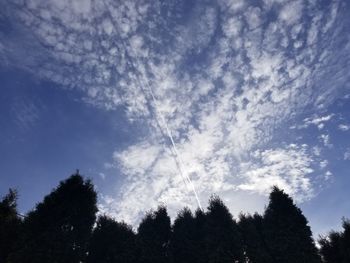 Low angle view of trees against blue sky