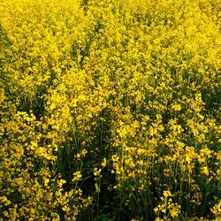 View of yellow flowers growing in field