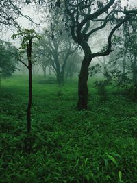 Trees in forest