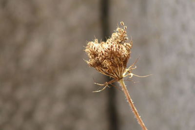 Close-up of wilted plant