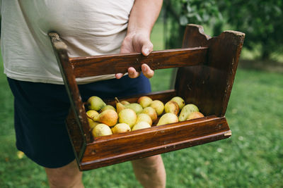 Man picking pears from tree