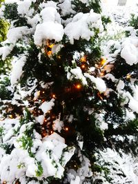 Close-up of tree against sky