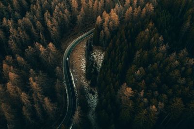 High angle view of road amidst trees in forest