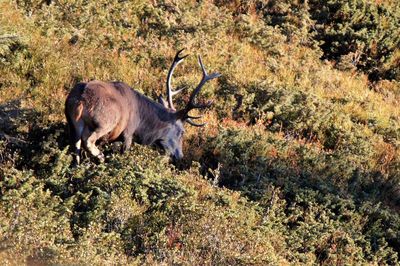 High angle view of moose walking on grassy hill