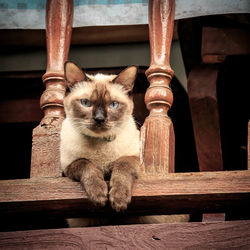 Low angle portrait of cat on balustrade