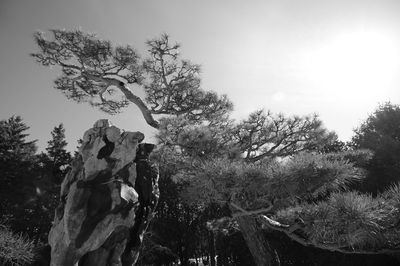 Trees growing against sky