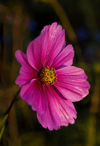 Close-up of pink cosmos flower