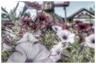 Close-up of flowers blooming in garden