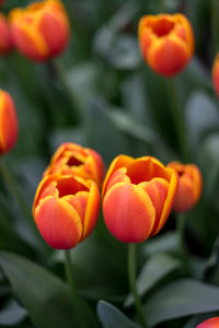 Close-up of orange tulips