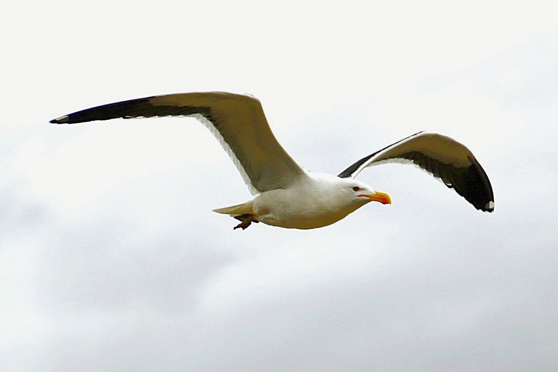 bird, animal themes, animal wildlife, animals in the wild, vertebrate, animal, spread wings, flying, sky, low angle view, one animal, mid-air, no people, nature, day, seagull, outdoors, clear sky, motion, side view