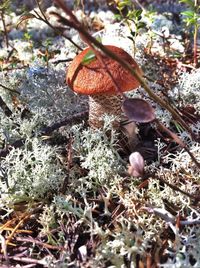 Close-up of plant