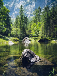 View of ducks on rock in forest