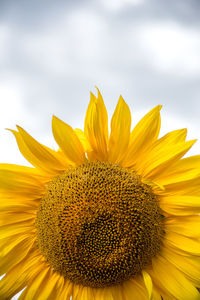 Close-up of sunflower