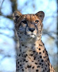 Close-up portrait of cat