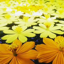 Close-up of yellow flower