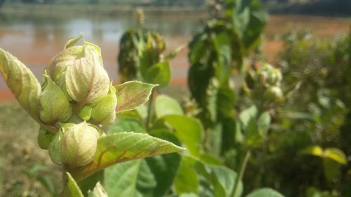 Close-up of plants against blurred background