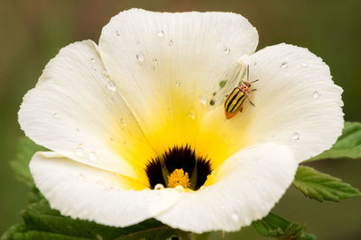 Close-up of insect on white flower