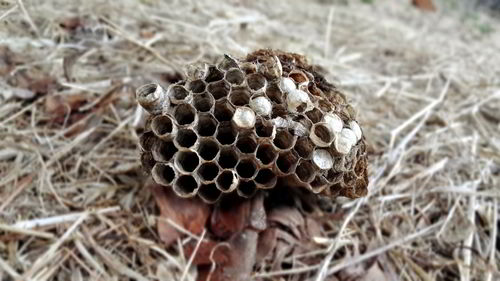 Close-up of crab on field