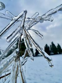 Close-up of frozen twig against the sky