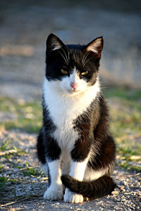 Close-up portrait of cat