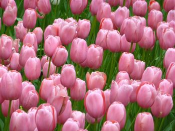 Close-up of pink flowers