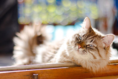 Close-up portrait of a cat