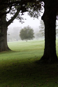 Trees on field