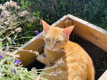 Portrait of cat relaxing by plants