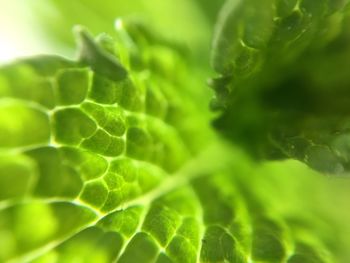 Full frame shot of fresh green leaf