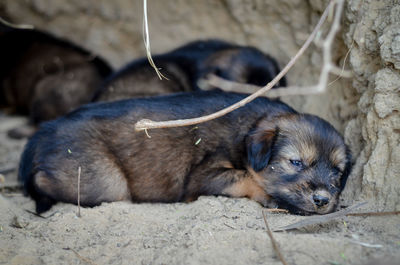 Dog resting on rock