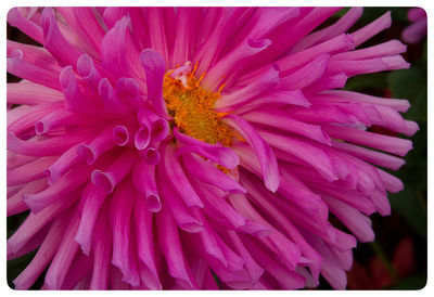 Close-up of insect on pink flower