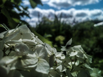 Close-up of flowers