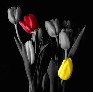 Close-up of yellow tulips blooming against black background