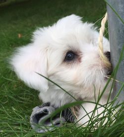 Close-up portrait of a dog