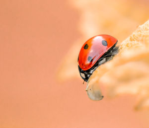 ladybug