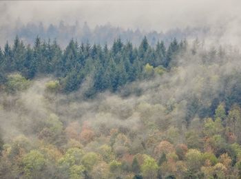 Scenic view of forest against sky