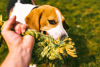 Dog beagle pulls a rope and tug-of-war game with owner. canine background.