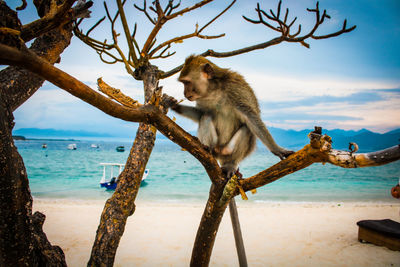 Low angle view of monkey in a tree on a beach 