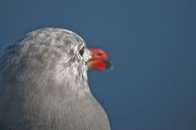 Close-up of swan against clear sky