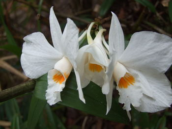 Close-up of white flowers blooming outdoors