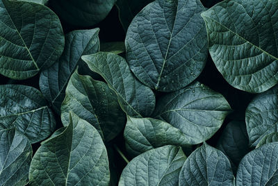 Leaves texture, dark nature background