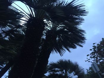 Low angle view of palm tree against sky